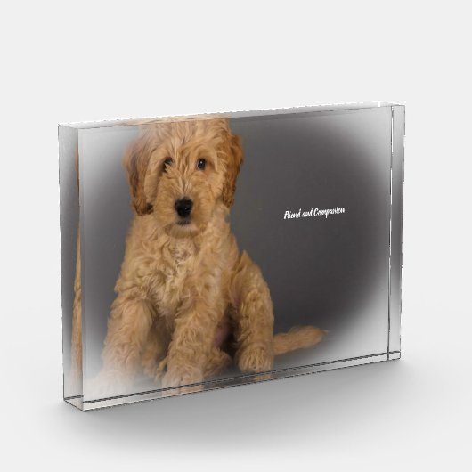 Cockapoo Dog. Fotoblokken (Links)