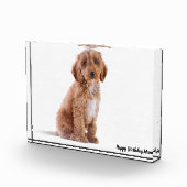 Cockapoo Dog. Fotoblokken (Rechts)