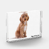 Cockapoo Dog. Fotoblokken (Links)