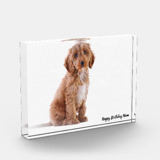 Cockapoo Dog. Fotoblokken (Links)