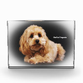 Cockapoo Dog. Fotoblokken (Voorkant)