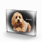 Cockapoo Dog. Fotoblokken (Rechts)