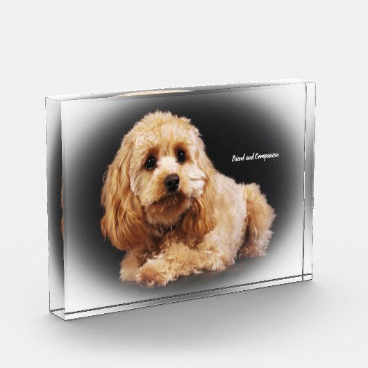 Cockapoo Dog. Fotoblokken (Links)