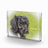 Cockapoo Dog. Fotoblokken (Rechts)