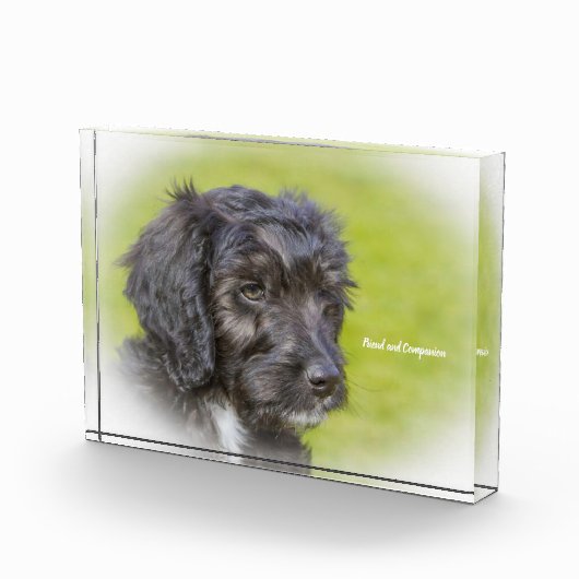 Cockapoo Dog. Fotoblokken (Rechts)