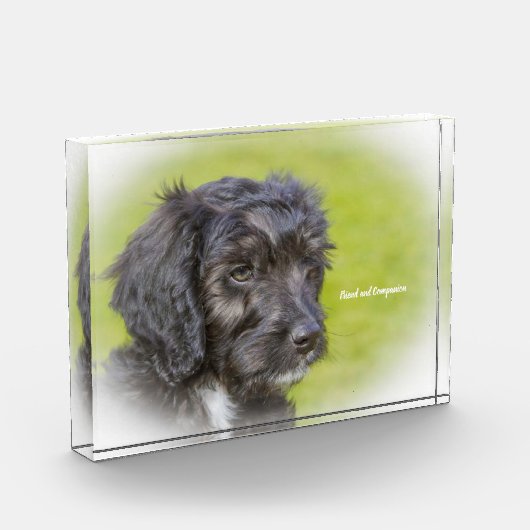 Cockapoo Dog. Fotoblokken (Links)