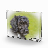 Cockapoo Dog. Fotoblokken (Rechts)