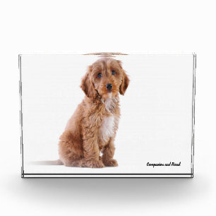 Cockapoo Dog. Fotoblokken