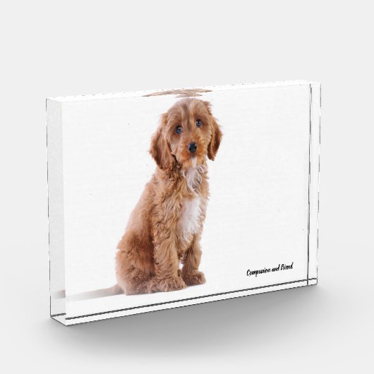 Cockapoo Dog. Fotoblokken (Links)