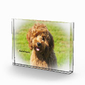 Cockapoo Dog. Fotoblokken (Rechts)