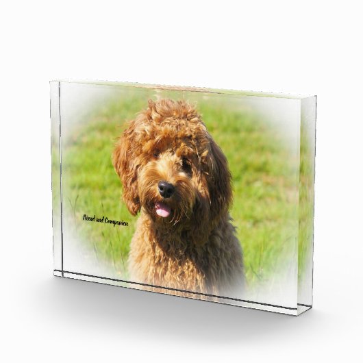 Cockapoo Dog. Fotoblokken (Rechts)