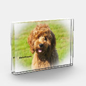 Cockapoo Dog. Fotoblokken (Links)