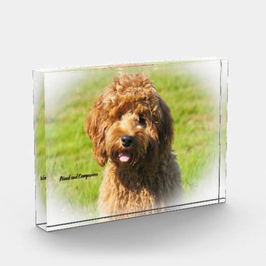 Cockapoo Dog. Fotoblokken (Links)