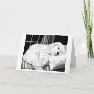 Cockapoo Dog Portrait Blank Wenskaart Kaart