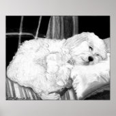 Cockapoo Dog Portret Poster Print (Voorkant)