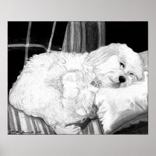 Cockapoo Dog Portret Poster Print