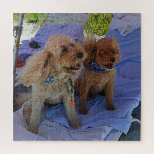 Cockapoo Dogs maakt foto's van elke hartaanval Legpuzzel