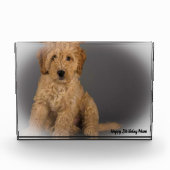 Cockapoo hond. fotoblokken (Voorkant)