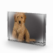 Cockapoo hond. fotoblokken (Rechts)