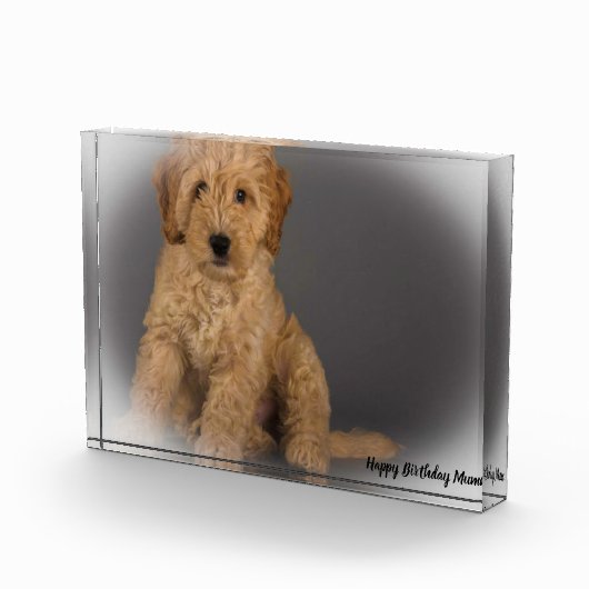 Cockapoo hond. fotoblokken (Rechts)