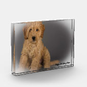 Cockapoo hond. fotoblokken (Links)
