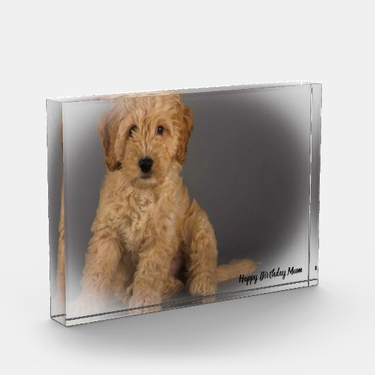 Cockapoo hond. fotoblokken (Links)
