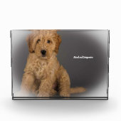 Cockapoo hond. fotoblokken (Voorkant)