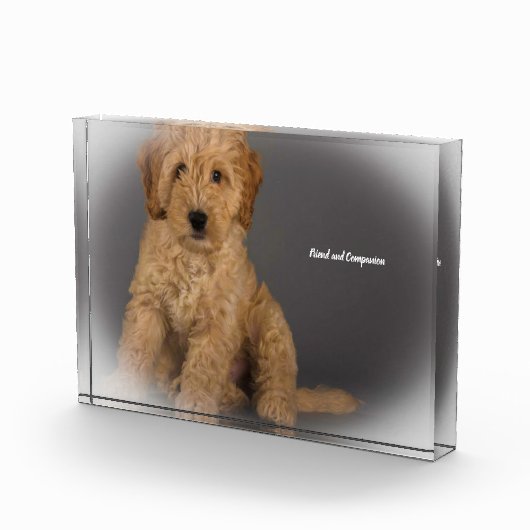 Cockapoo hond. fotoblokken (Rechts)