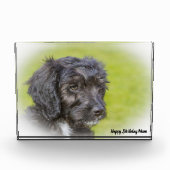 Cockapoo hond. fotoblokken (Voorkant)