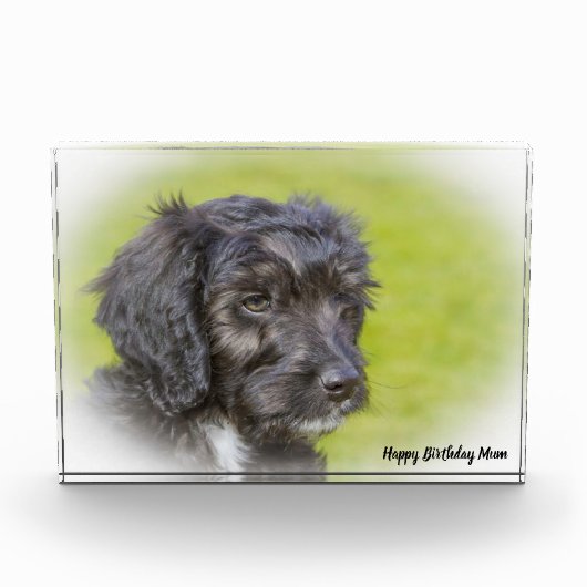 Cockapoo hond. fotoblokken (Voorkant)