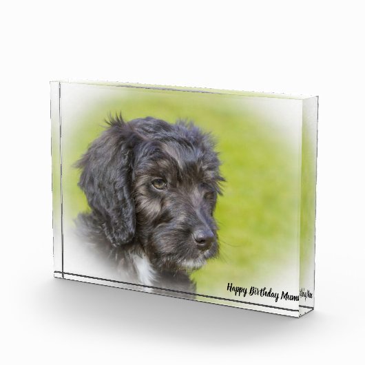 Cockapoo hond. fotoblokken (Rechts)
