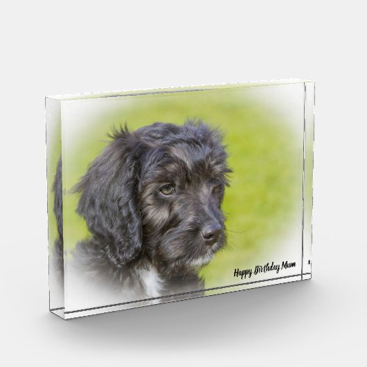 Cockapoo hond. fotoblokken (Links)