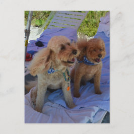Cockapoo honden genieten van het strand briefkaart