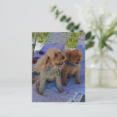 Cockapoo honden genieten van het strand briefkaart (Staand voorkant)