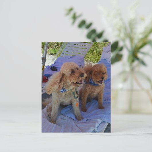 Cockapoo honden genieten van het strand briefkaart (Staand voorkant)