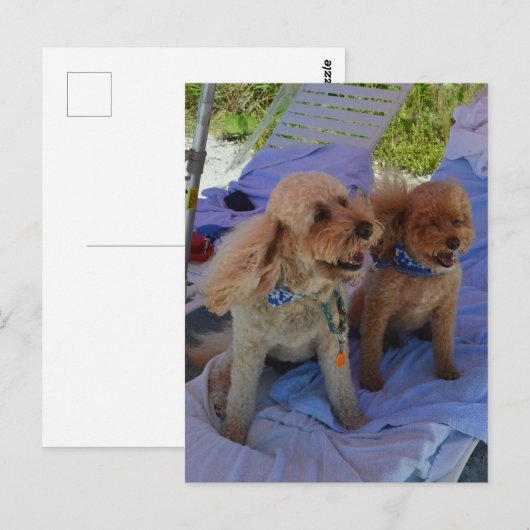 Cockapoo honden genieten van het strand briefkaart (Voorkant / Achterkant)