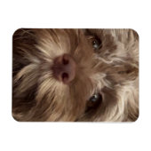 "COCKAPOO" MAGNEET (Horizontaal)