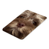 "COCKAPOO" MAGNEET (Linkerzijde)
