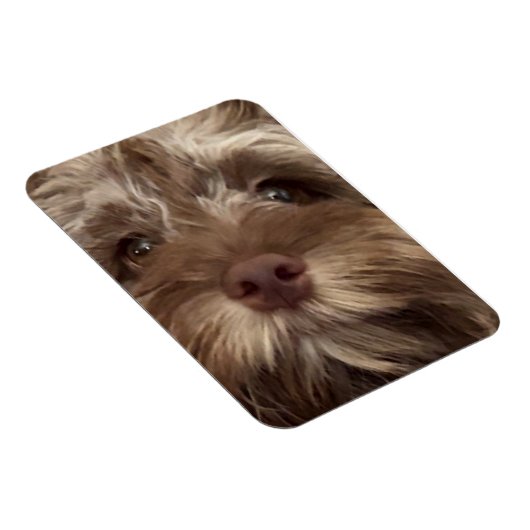  "COCKAPOO" MAGNET MAGNEET (Rechterzijde)
