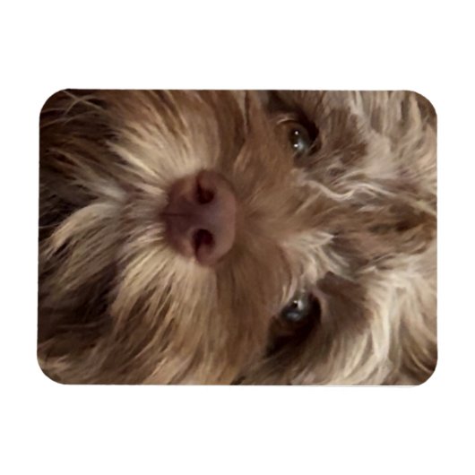  "COCKAPOO" MAGNET MAGNEET (Horizontaal)