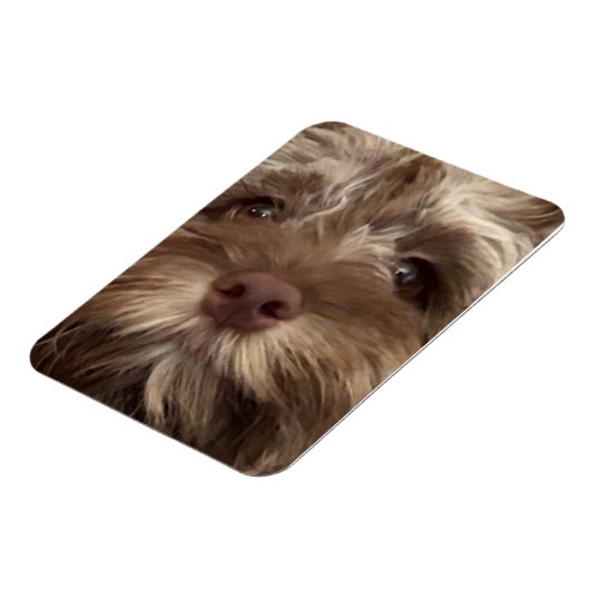  "COCKAPOO" MAGNET MAGNEET (Linkerzijde)
