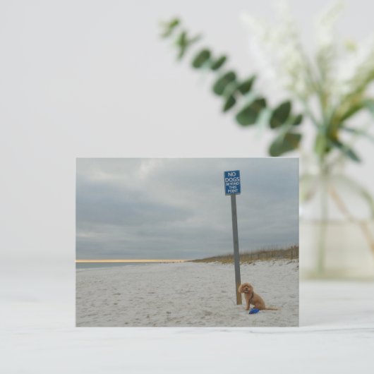 Cockapoo op het strand, Briefkaart (Staand voorkant)