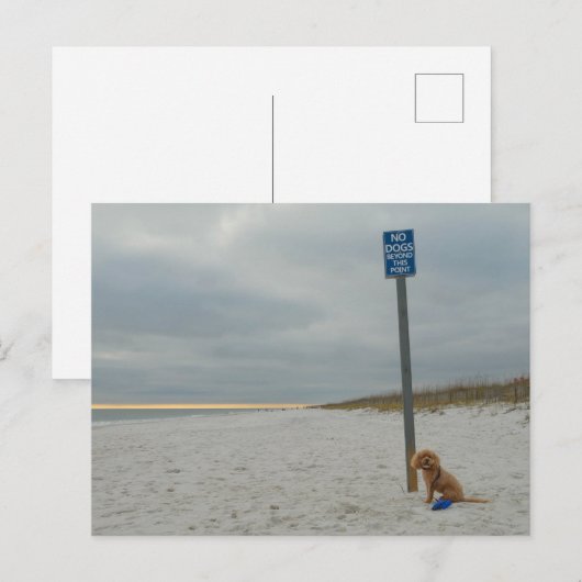 Cockapoo op het strand, Briefkaart (Voorkant / Achterkant)