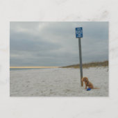 Cockapoo op het strand, Briefkaart (Voorkant)