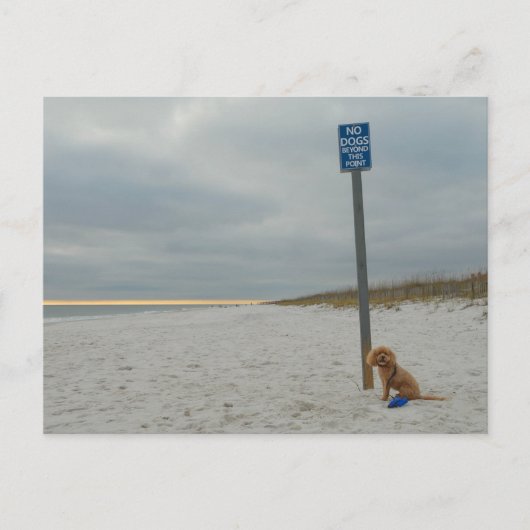 Cockapoo op het strand, Briefkaart (Voorkant)