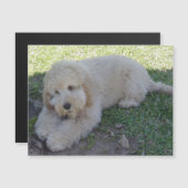 Cockapoo Puppy Hond Cute Dier Huisdieren Leuk Magn (Voorkant / Achterkant)