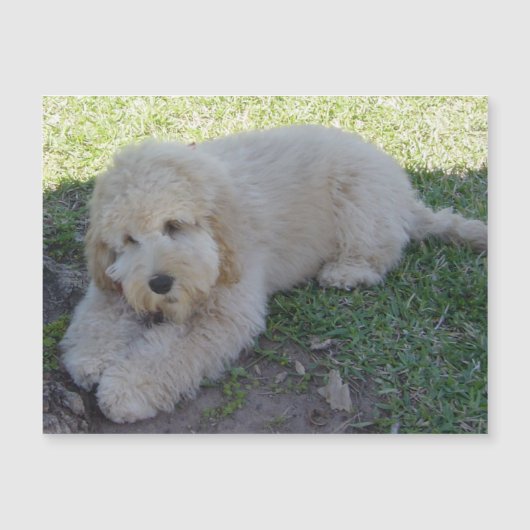Cockapoo Puppy Hond Cute Dier Huisdieren Leuk Magn (Voorkant)