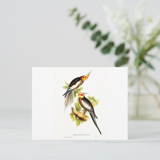 Cockatau Parakeet Briefkaart (Staand voorkant)