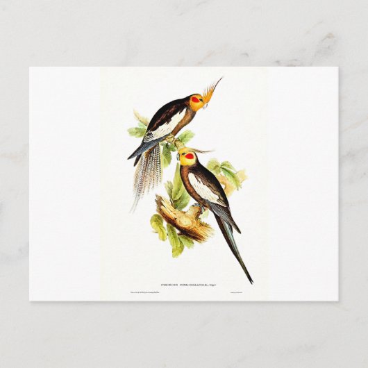 Cockatau Parakeet Briefkaart (Voorkant)