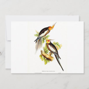 Cockatau Parakeet Feestdagenkaart